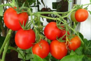 Aukščiausią įtaką turinčių pomidorų veislių šiltnamiuose ir atvirame lauke apžvalga