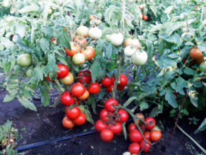 Kuvaus tomaattilajikkeesta Superprize ja sen ominaisuuksista
