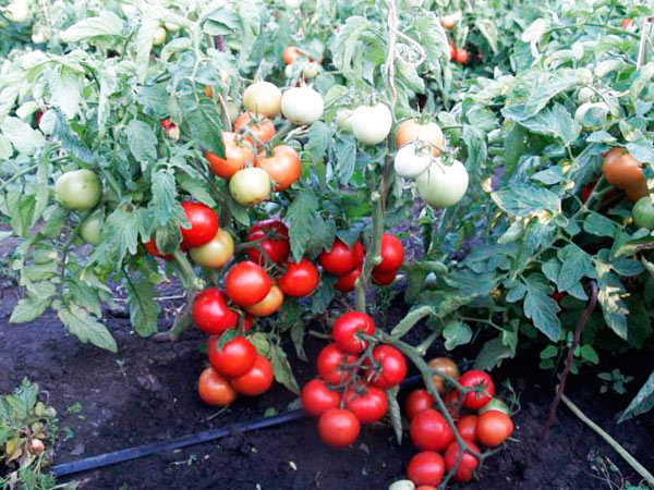 tomato super prize in the open field