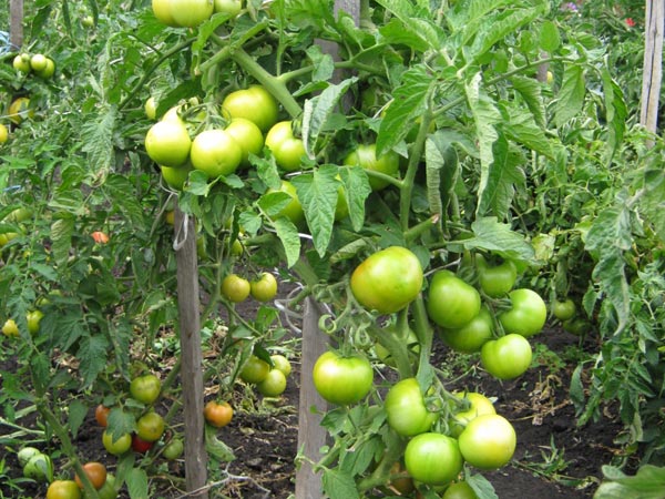Superpreis für grüne Tomatenbüsche