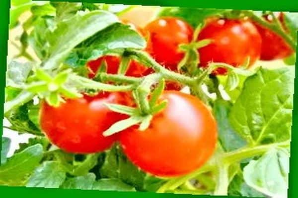 tomates fruits