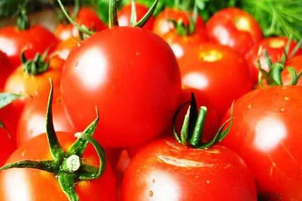 sự bền bỉ của cà chua