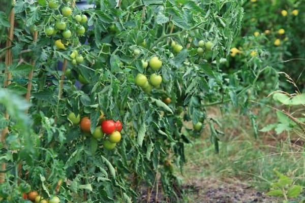 buissons de tomates