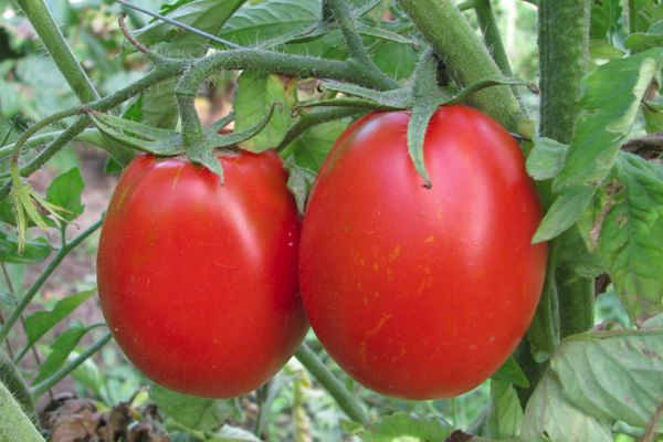 Large tomatoes