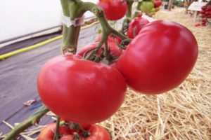 Περιγραφή της ποικιλίας ντομάτας Afen, της καλλιέργειας και της φροντίδας της