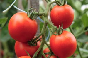 Descrizione della varietà di pomodoro Ivanhoe e delle sue caratteristiche