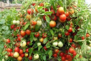 Opis odrody paradajok Alenka a jej vlastnosti