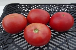 Περιγραφή της ποικιλίας ντομάτας Alesi και των χαρακτηριστικών της