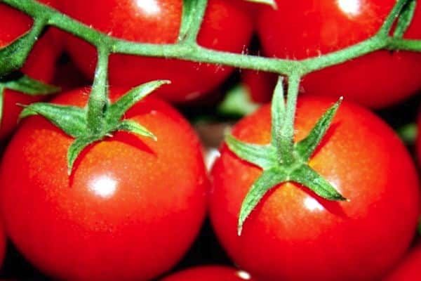 Reife Tomaten