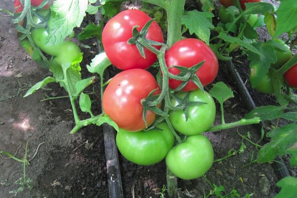 Pomidory Apetyczne