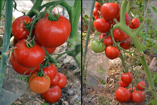 Augantys pomidorai