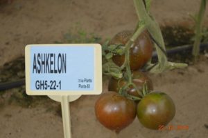 Jaunās tomātu hibrīdu šķirnes Ashkelon F1 apraksts