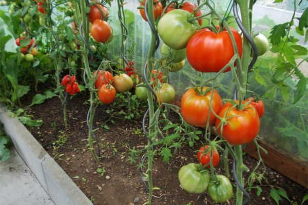 Tomater i et drivhus