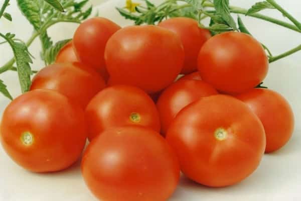 tomaat aurora
