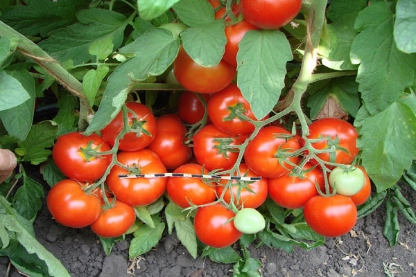 vroeg rijpende tomaten