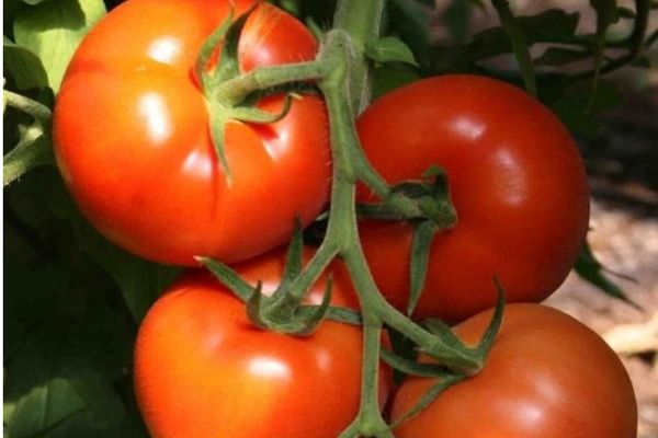 Zrelé paradajky