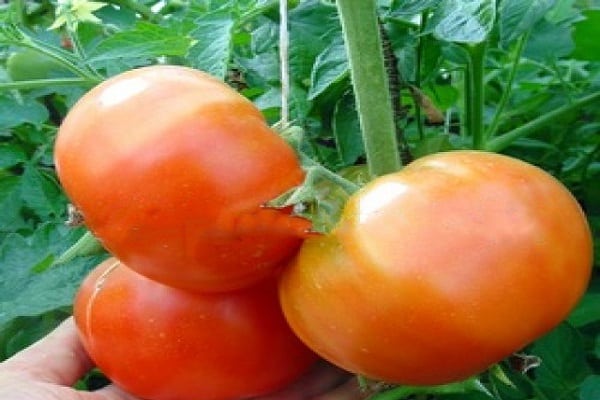 Berdsky paradajka