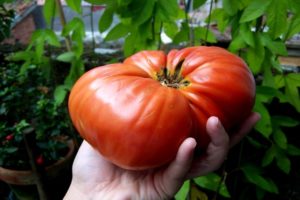 Descrizione della varietà di pomodoro Berdsky grande e delle sue caratteristiche