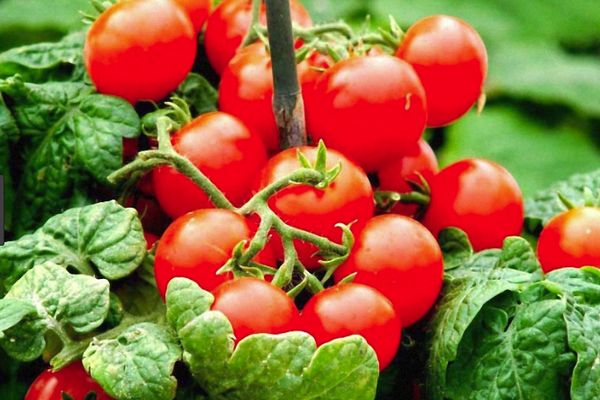 Ankstyvieji nokinimo pomidorai