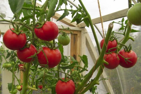 Gewächshaus-Tomaten