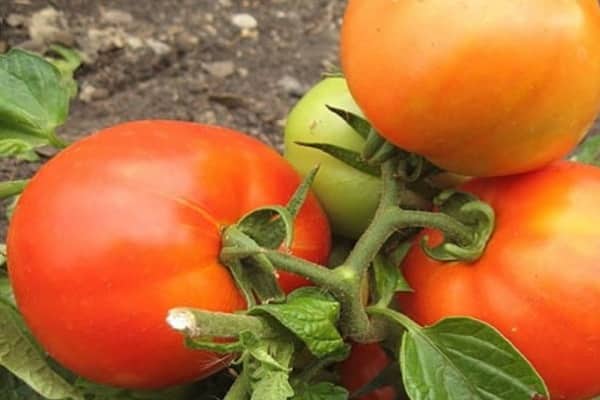 tomato damask