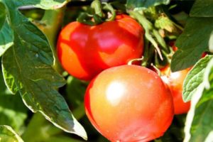 Bulat domates çeşidinin tanımı ve özellikleri