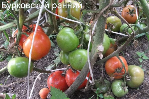 Kasvavat tomaatit