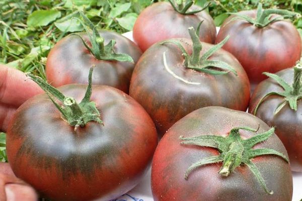 Mörka tomater