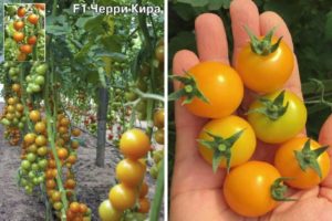 Vyšninių pomidorų veislės „Kira“ aprašymas ir jų savybės