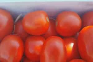 Popis hybridní odrůdy rajčat Chibli, její pěstování