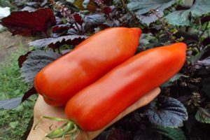 Descripción de la variedad de tomate Uncle Stepa y sus características