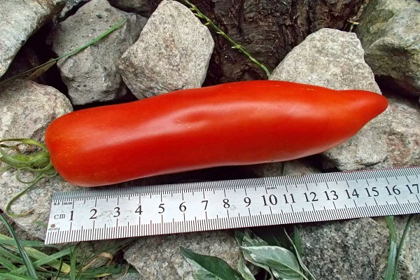 pitkä tomaatti