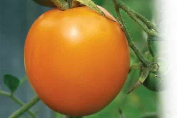 eldorado tomāts