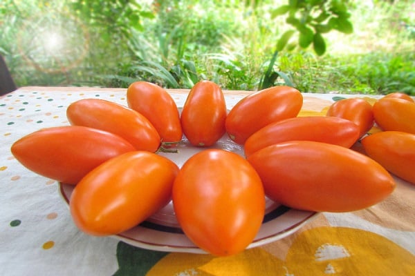 tomat Elisa