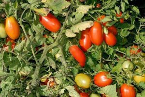 Beschreibung der Erkol-Tomatensorte, Eigenschaften und Produktivität
