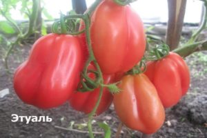 Beschrijving van het tomatenras Etual en zijn kenmerken en opbrengst