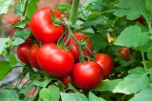 Opis odmiany pomidora Wykończenie i cechy