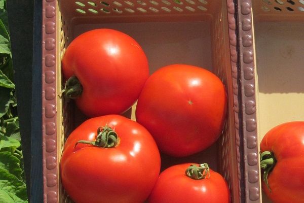 Tomaten in einem Korb