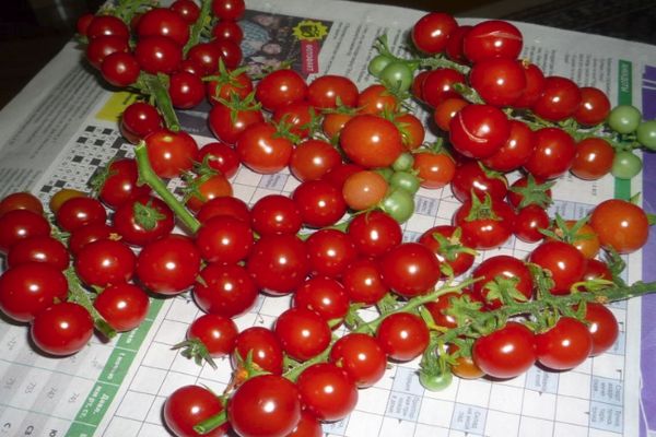 Cosecha de tomates