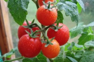 Beskrivning av tomatsorten Gavroche och dess egenskaper