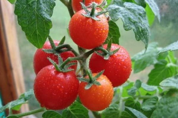 paradajková gavroche