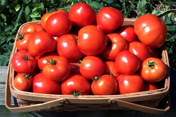 una canasta de tomates