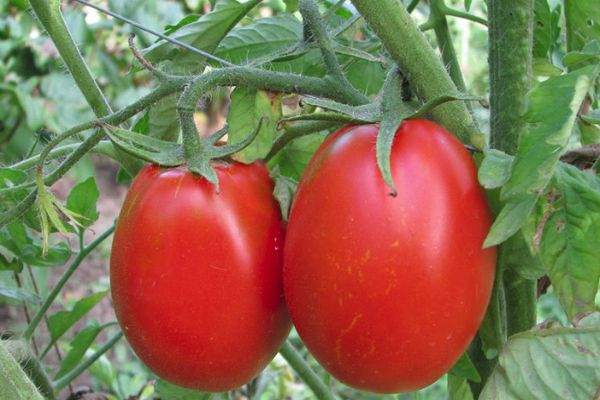 „Gloria“ pomidorai