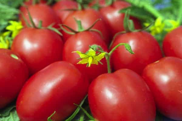 Prinokę pomidorai