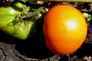 Περιγραφή της ποικιλίας ντομάτας Graf Orlov, της καλλιέργειας και της απόδοσής της