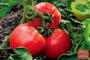 Descripción de la variedad de tomate Igranda y sus características