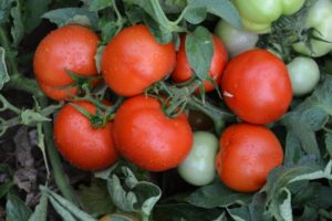 Opis odmiany pomidora Impala i ich właściwości