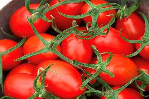 een emmer tomaten