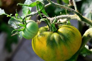 Mô tả về giống cà chua rượu mùi Ailen và đặc điểm của nó