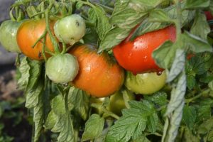 Description of the early variety of tomato Kapitan and its characteristics